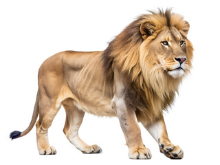 Side view lion walking isolated on transparent background 