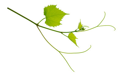 Grape branch . Vine with green fresh leaves and tendrils. Grapevine. on transparent, png. green...