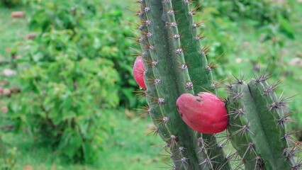 A close-up of a vibrant cactus with red fruit and green background, showcasing nature's colorful diversity.