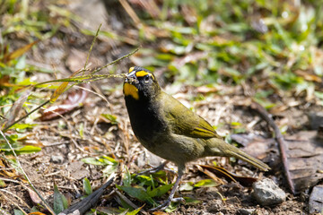 Yellow-faced grassquit, Tiaris olivaceus