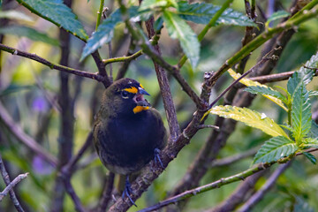 Yellow-faced grassquit, Tiaris olivaceus