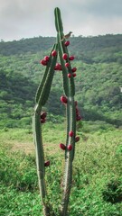 Fototapeta premium A vibrant green cactus adorned with bright red fruit, set against a lush, mountainous backdrop.