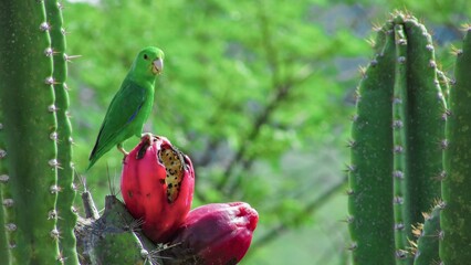 A vibrant green parrot perched on a bright cactus fruit against a lush green background.