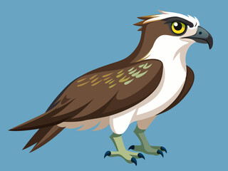 Balbuzard pêcheur