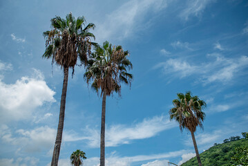 Obraz premium la palma, árbol, cielo, tropical, coco, naturaleza, playa, árbol, viajando, verano, vacaciones, isl