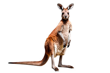 Frontal image of a complete kangaroo figure on a transparent backdrop.

