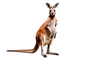 Frontal image of a complete kangaroo figure on a transparent backdrop.
