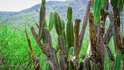Vibrant green landscape featuring tall, spiky cacti against a backdrop of lush vegetation.