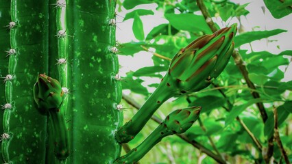 Close-up of a vibrant green cactus with budding flowers, surrounded by lush greenery.