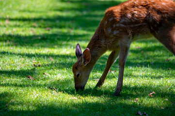 Junges Reh beim Grasen im Nürnberger Tierpark