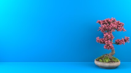Small bonsai cherry tree with beautiful pink flowers on bright blue background