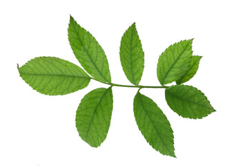 green spring leaves for design and decoration. Isolated on transparent, png. Fresh leaves. Foliage. Spring, summer.