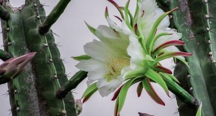 A stunning white cactus flower blooming amidst green cactus spines, showcasing nature's beauty and resilience.