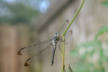 dragonfly on a branch