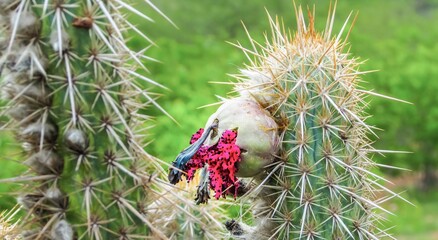 A vibrant butterfly perched on a cactus with colorful flowers, showcasing nature's beauty in a lush green setting.