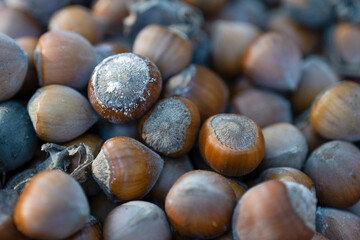 Close-up of freshly harvested hazelnuts in shell
A close-up view of freshly harvested hazelnuts in their shells, scattered on a surface, with natural light highlighting their texture.
