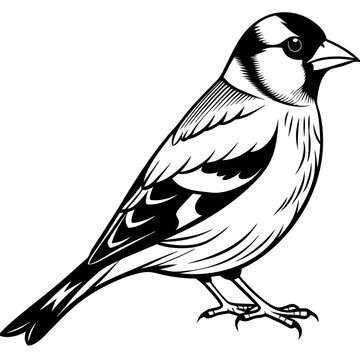 recommend clip art: Goldfinch Bird Silhouette Wildlife Vector Icon Clipart
