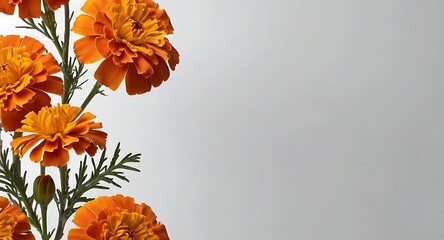 A Vibrant Orange Marigold On A White Background