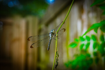 dragonfly on a vine