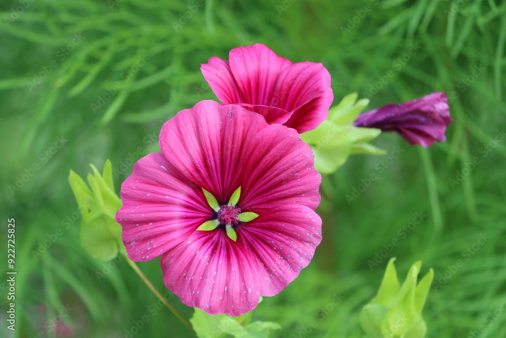 Wall mural Sweden. Malope trifida (mallow-wort, annual malope, maloppi, purple Spanish mallow). This plant is often used as an ornamental plant.  