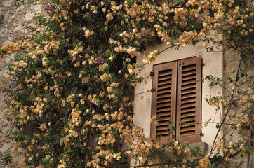 Rustic window with wooden shutters surrounded by vibrant green vines and dried yellow flowers, set against a textured stone wall. The scene exudes a charming Mediterranean feel.