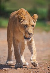 Lions, known as the kings of the earth in the wild, look scary with their large heads. This lion in the Kalahari desert looks scary with its majesty.