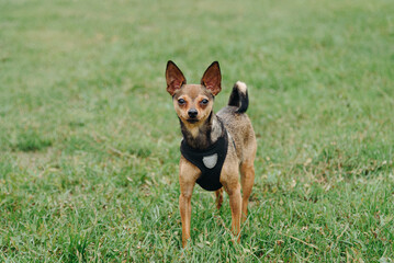 brown Russian Toy dog standing on lawn, green grass in summer park, walking with owner, dressed in black dog clothes, dogwalking concept