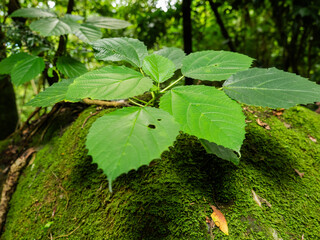 Fresh Green Leaves Growing on Moss-Covered Ground in a Forest