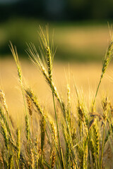 Summer wheat field almost ready for harvest, with some ears of wheat still green.