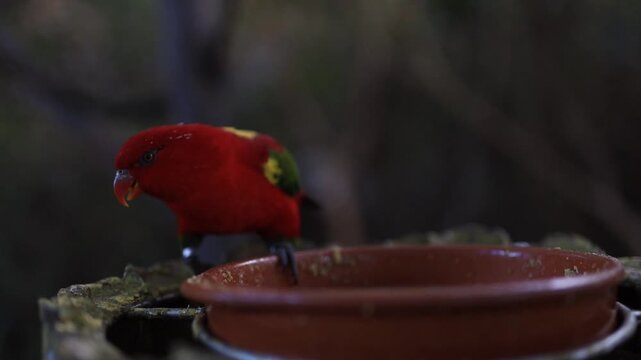 Red parrot sitting in tree eating (Lorius domicella)