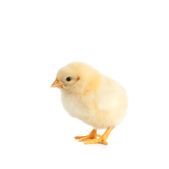 Cute little chick on white background