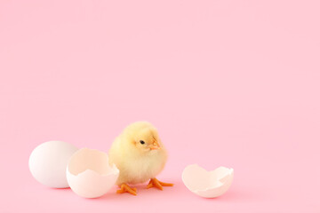 Cute little chick with egg shell on pink background