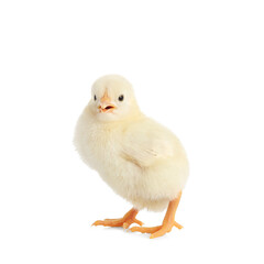 Cute little chick on white background