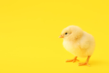Cute little chick on yellow background