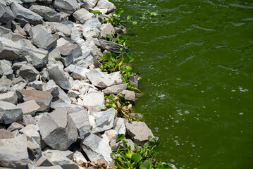 piedras en agua, laguna verde, a,lgas verdes, charco, muelle, lirio acuatico, saneamiento de agua, tratamiento de agua, lirio acuatico