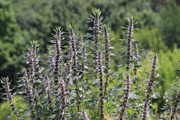 Flowering motherwort (Leonurus cardiaca) plant in wild nature