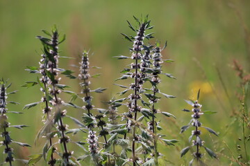 Flowering motherwort (Leonurus cardiaca) plant in wild nature