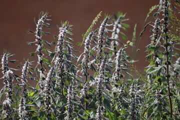 Flowering motherwort (Leonurus cardiaca) plant in wild nature