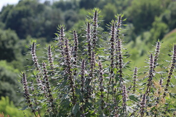 Flowering motherwort (Leonurus cardiaca) plant in wild nature