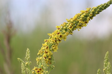 Yellow flowers of black mullein (Verbascum nigrum) plant in wild nature