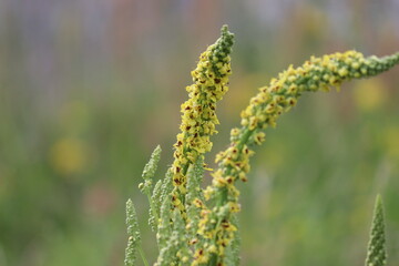 Yellow flowers of black mullein (Verbascum nigrum) plant in wild nature
