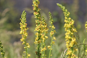 Yellow flowers of black mullein (Verbascum nigrum) plant in wild nature