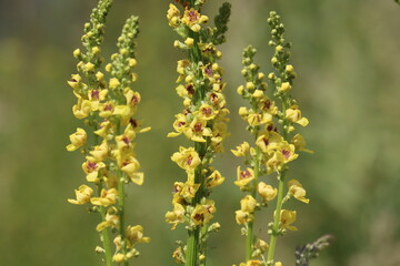 Yellow flowers of black mullein (Verbascum nigrum) plant in wild nature