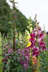 Beautiful flowers in the garden