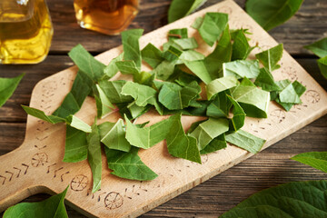 Preparation of homemade herbal tincture from fresh japanese knotweed or Reynoutria japonica plant - chopping the leaves