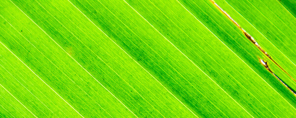 luminous green leaf macro photography