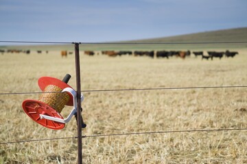 Group of cows behind a fence protected by an electric fence in foreground