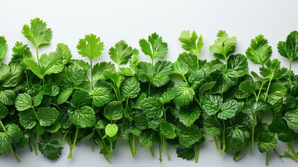 Obraz premium Fresh Green Herbs on White Background