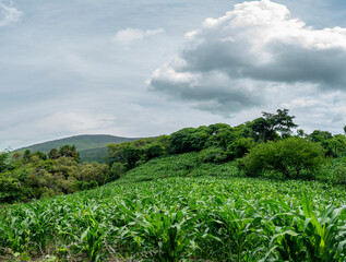 Obraz premium panoramica, sembradio milpa, senderos, nubes, pastizal, lote, charco bendito, cerro, ruta, naturaleza, jalisco
