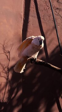 White Cockatoo, Umbrella Cockatoo, standing in Tenerife. High quality FullHD footage
